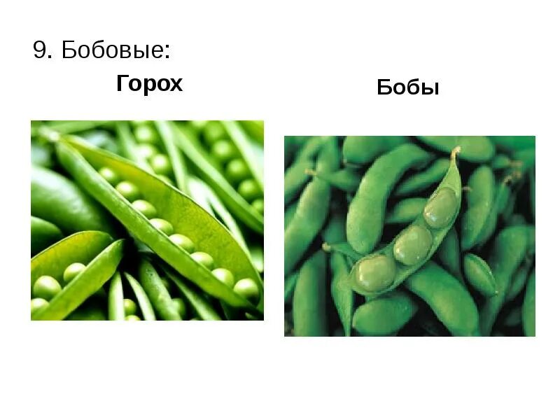 Бобы и фасоль в чем разница. Горох это бобовые. боб гороха. бобовые слайд. бобы и горох разница.