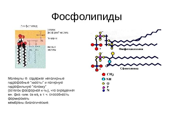Остаток фосфорной кислоты в фосфолипиде