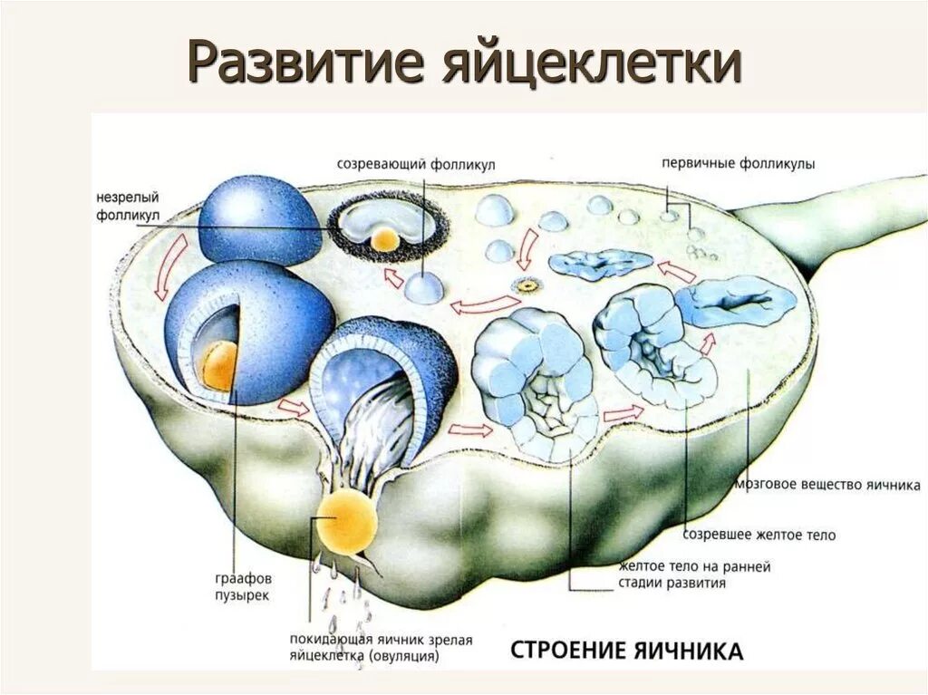 Сколько фолликулов у женщины. Фазы созревания яйцеклетки анатомия. Процесс созревания яйцеклетки в яичнике. Схема развития фолликулов яичника. Стадии развития яйцеклетки человека.