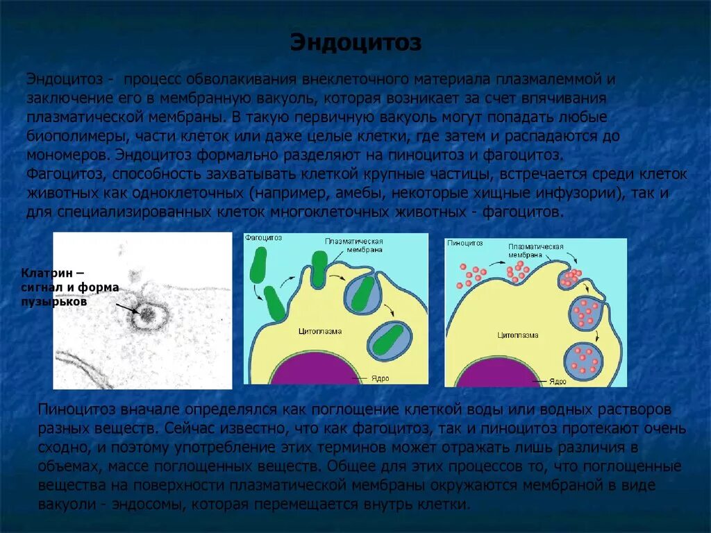 Эндоцитоз клетки. Эндоцитоз это иммунология. Плазматическая мембрана эндоцитоз. Клетки, способные к эндоцитозу. Г эндоцитоз