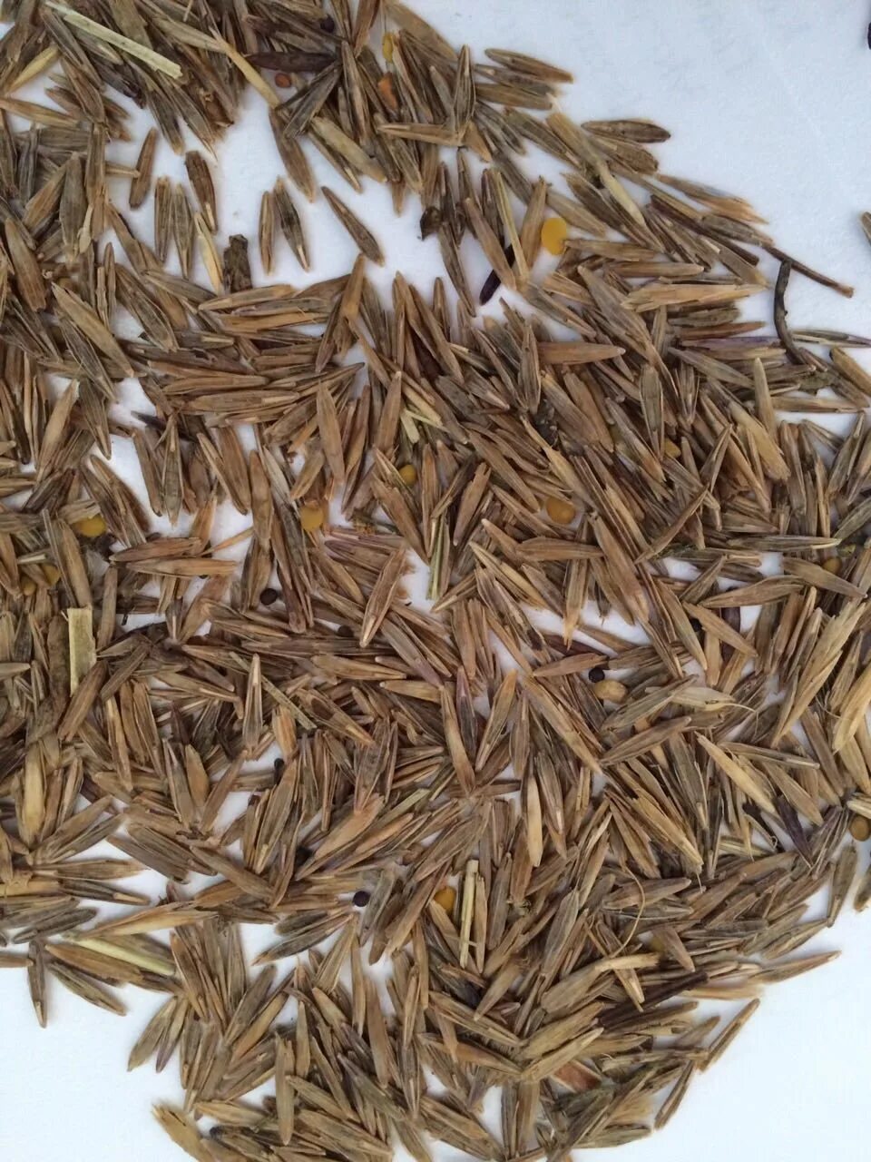 Авито семена трав. Кострец безостый семена. кострец (костер) безостый.. костер безостый семена. кострец безостый (bromus inermis leyss.