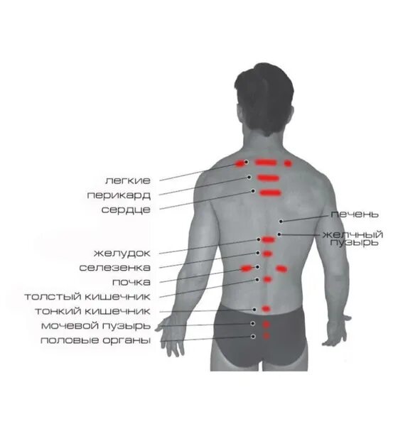Схема боли в спине. Точки на спине для массажа. Спина точки органов. Больные точки на спине. Болевые точки на спине для массажа.