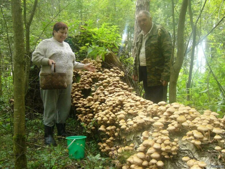 Кто куда а я за грибами 2024. Опята осенние съедобные. Опята в Калужской области сейчас. Грибы в лесу. Сбор грибов в Подмосковье.