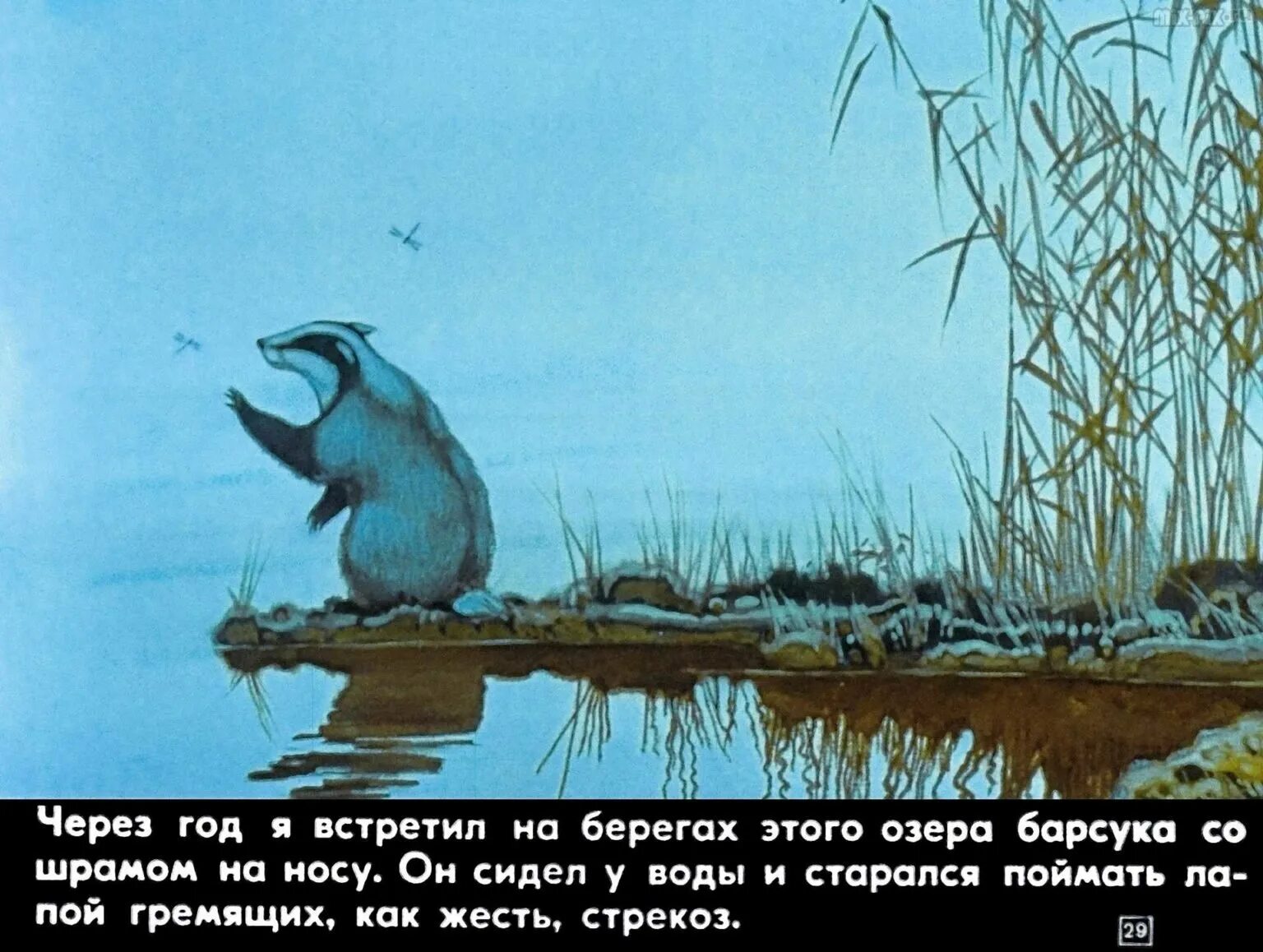 Паустовский барсук барсучий нос. К. Паустовский "барсучий нос". Рассказ барсучий нос полностью