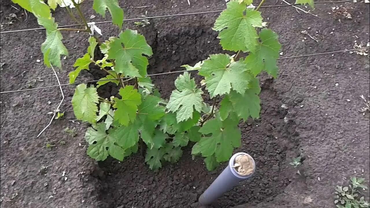 Виноград в огороде. Молодой куст винограда. Формировка куста винограда. Подвязка винограда к шпалере. Уход за виноградом первого года.