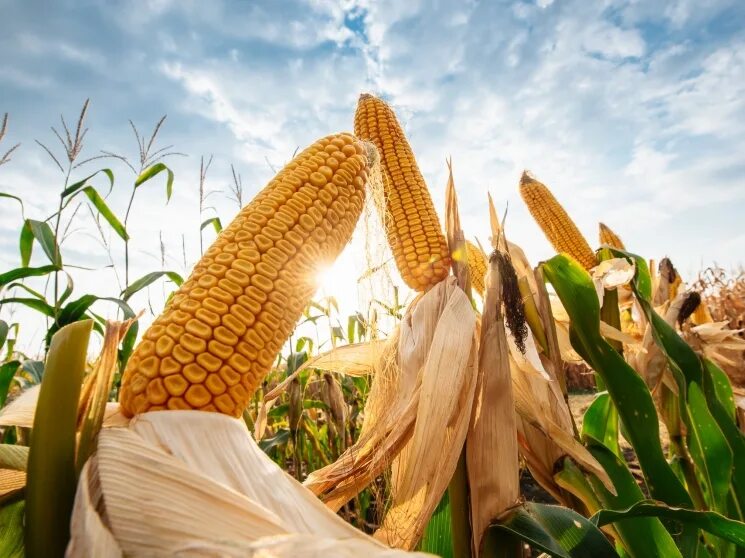 Фото кукурузы. Гибрид кукурузы п9071. Семена кукурузы Бревант. ФАО кукурузы 2020. Семена кукурузы п9241.