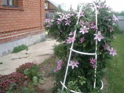Земля для клематиса какая