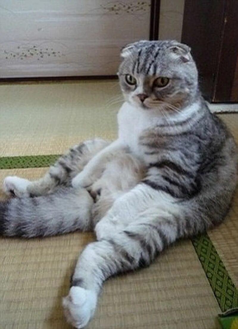 Шотландская вислоухая кошка в позе будды. Кот смешно сидит. Шотландская вислоухая кошка камышовая. Почему кот сидит на коте. Кошка сидит на попе.