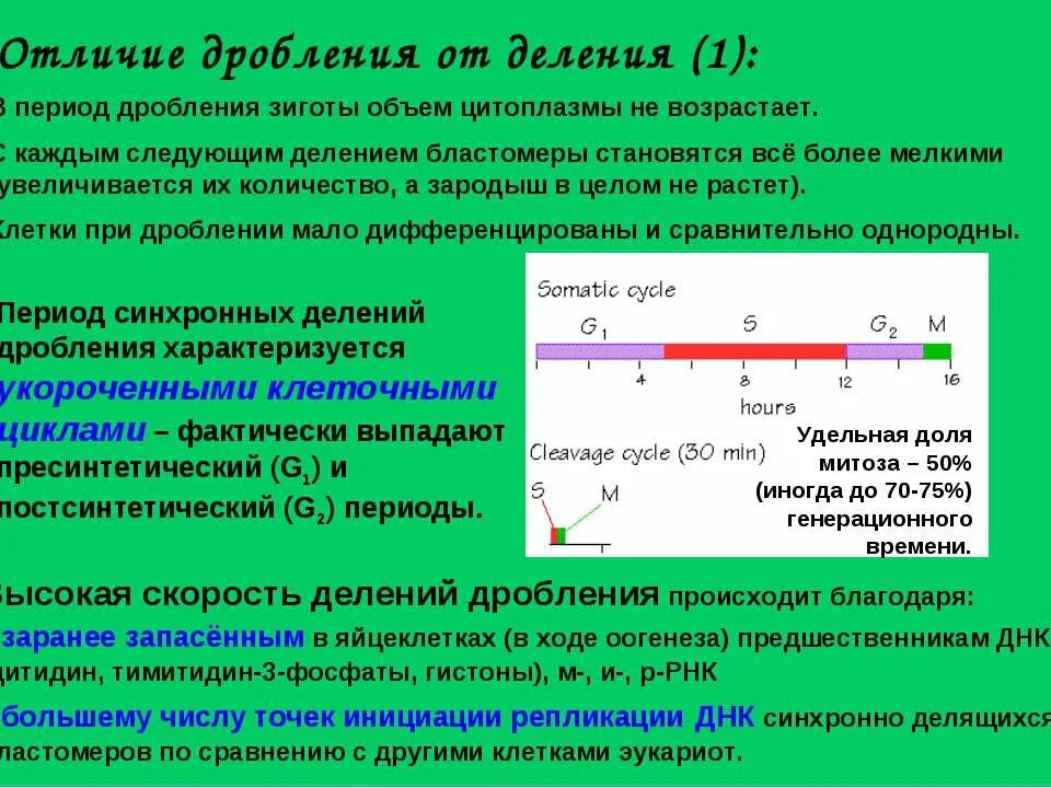 интерфаза митоза животной клетки. особенности стадии дробления. способы бесполого размножения шизогония. деление и дробление отличия. дробление митоз.
