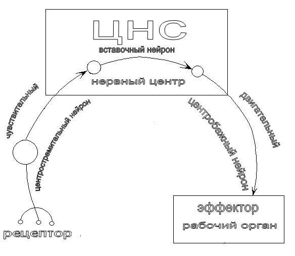 Схема рефлекторной дуги чихания и кашля. Рефлекторные дуги чихания и кашля. Рефлекторная дуга кашля схема. Рефлекторная дуга чихания схема.