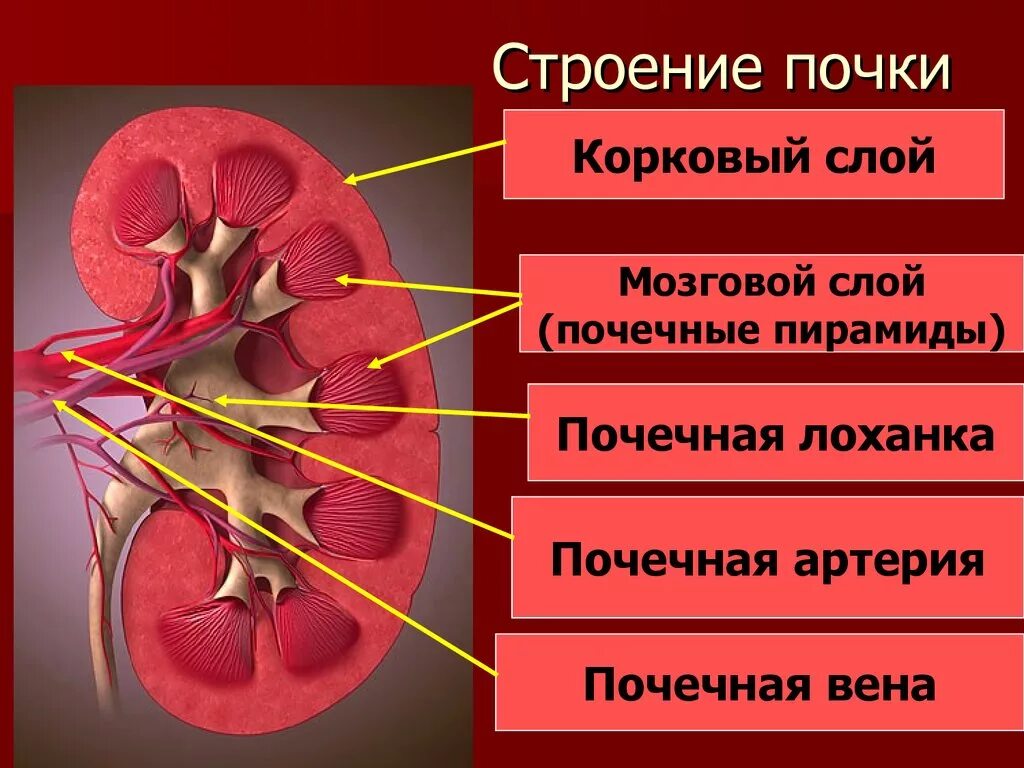 Строение почки почечная лоханка. Схема строения почки человека. Анатомические структуры почки. Почки строение и функции анатомия.