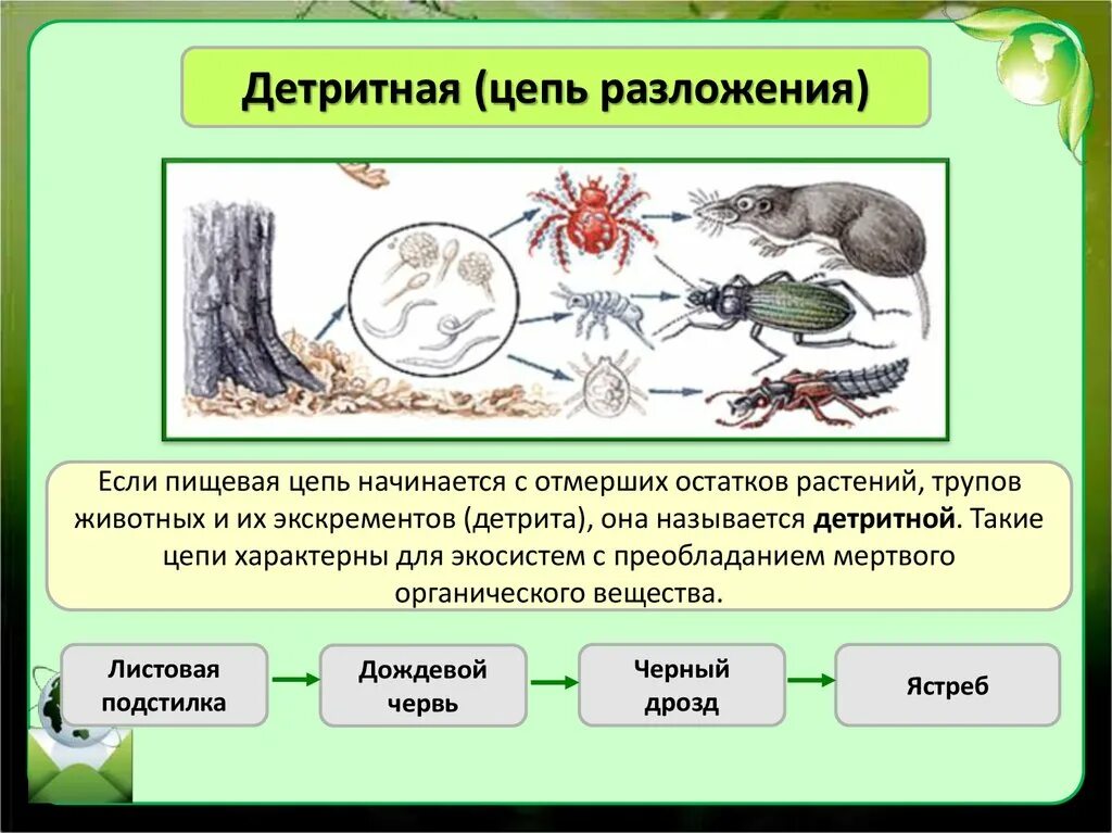 Последовательность звеньев в цепи выедания. Детритные цепи питания. Пастбищная и детритная цепь питания. Детритные цепи питания схема. Цепочки питания детритные цепи.