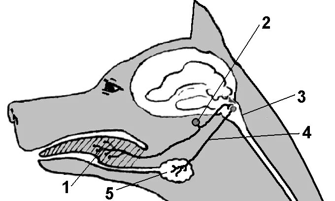 Слюнной рефлекс. Дуга слюноотделительного рефлекса у собаки. Схема безусловного слюноотделительного рефлекса. Рефлекторная дуга безусловного слюноотделительного рефлекса. Рефлекторная дуга слюноотделения.