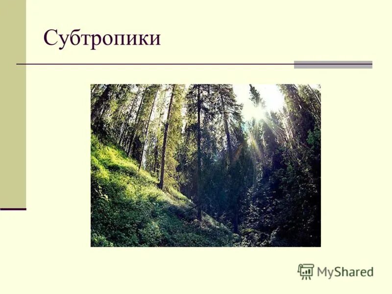 климат субтропиков краснодарского края. природные зоны россии субтропики. субтропики 4 класс окружающий мир видеоурок. краткая характеристика субтропиков. климат субтропиков черноморского побережья.