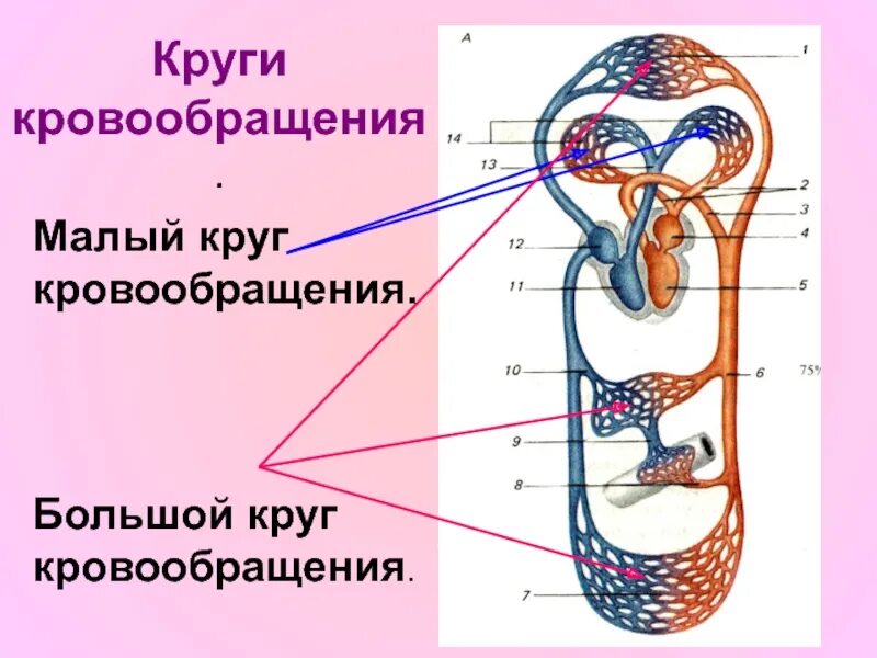 Малый круг кровообращения. Алый круг кровообращения. Малый круг кровообращнеи. Большой круг кровообращения.