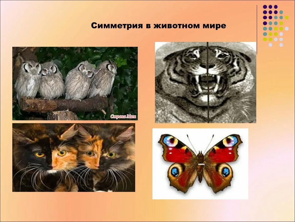 Тип симметрии животного птицы. Симметрия в животном мире. Зеркальная симметрия у животных. Симметричные животные. Осевая симметрия в животном мире.