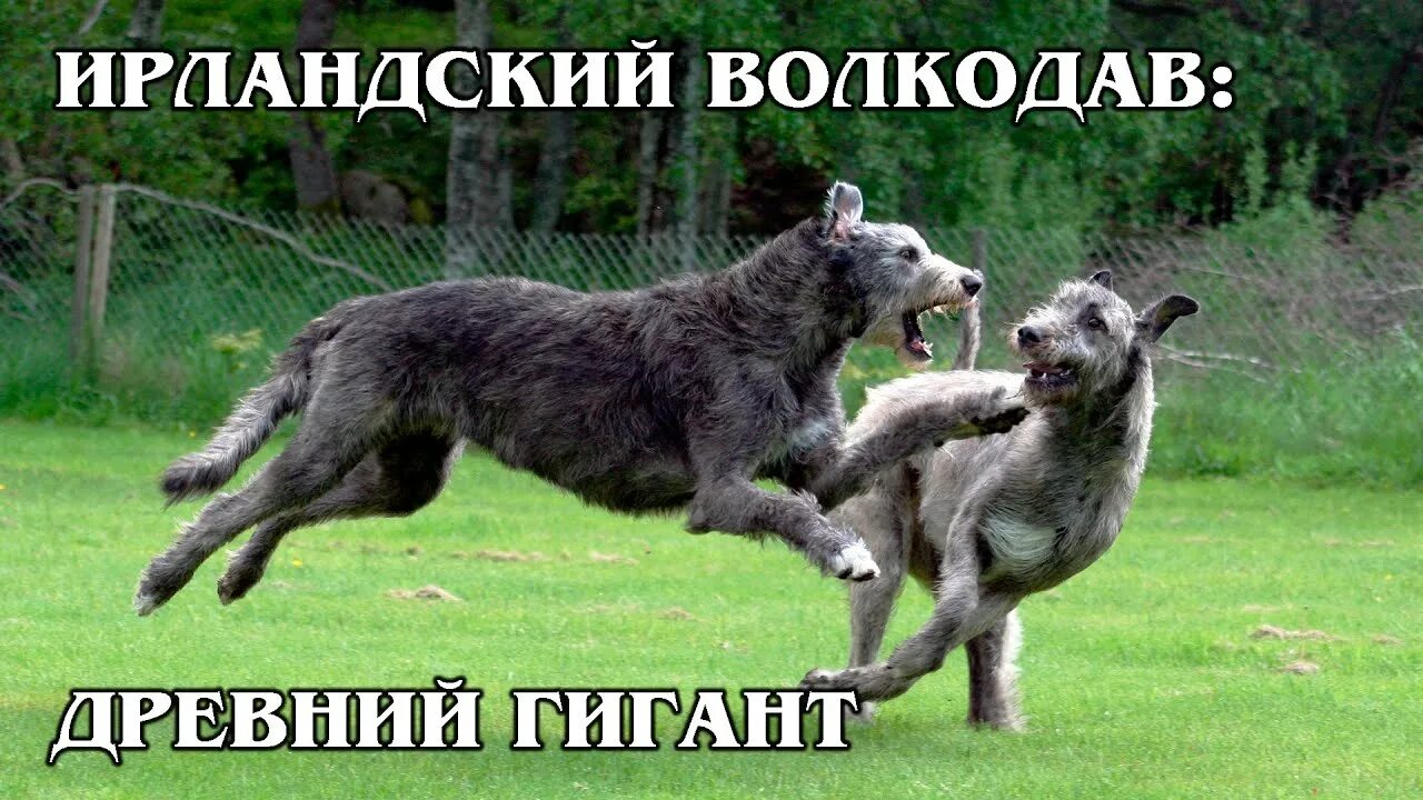Дирхаунд собака и ирландский волкодав. Дирхаунд и ирландский волкодав. Ирландский волк. Волкодав лысый. Австралийский волкодав.