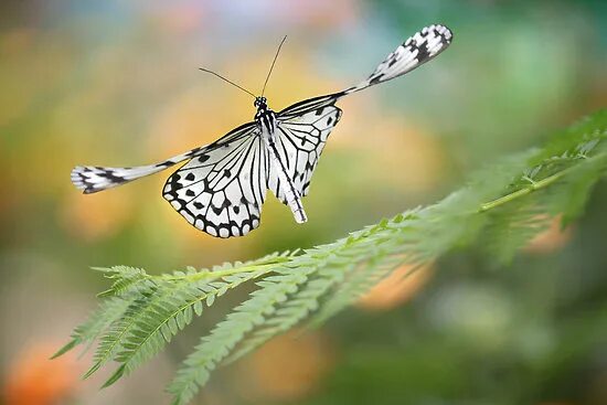 Взмах крыльев мотылька 2000. Взмах бабочки. Бабочка взмахнула крыльями. Взмах крыльев бабочки. Взмах крыла бабочки.