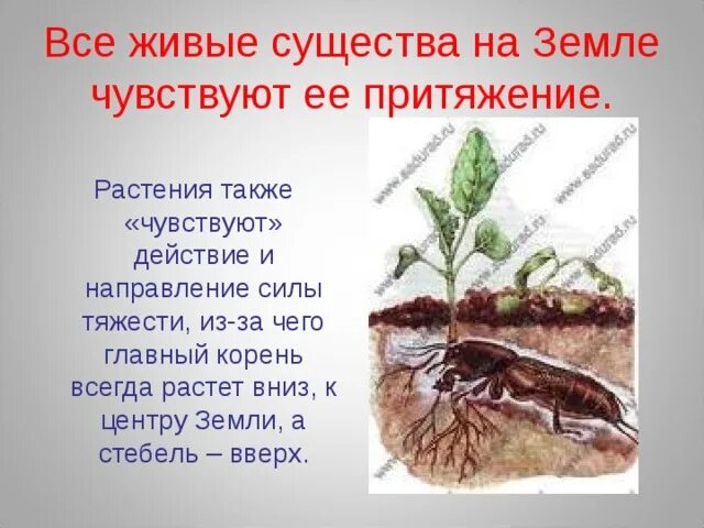 Зачем растению корень. Корневые клубеньки. Растения часть живой природы. Презентация только ли лист кормит растения. Почему корни не дают.