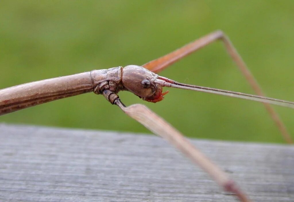 Стик баг. Stick Bug. Goliath Stick Bug. Stick Bug BSS. Жук на ветке.