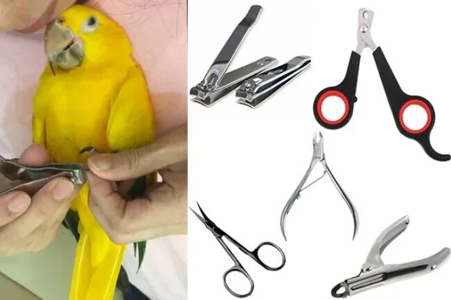 Как подоезать нлгти попугаю. Как стричь когти попугаю. Подстригание когтей волнистому попугайчику. Строение когтя волнистого попугая. Обрезать когти попугаю.