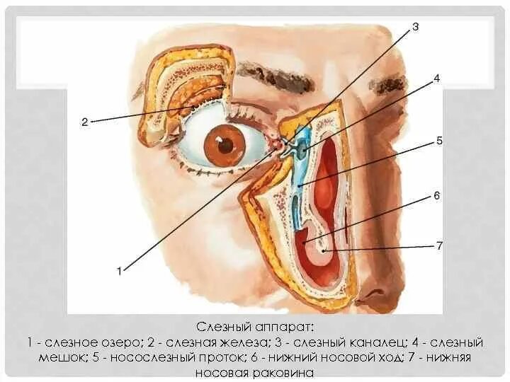 Слезно носовой канал. Слёзная железа анатомия. Анатомия глаза слезный мешок. Носослезный мешок анатомия. Слезный аппарат анатомия.