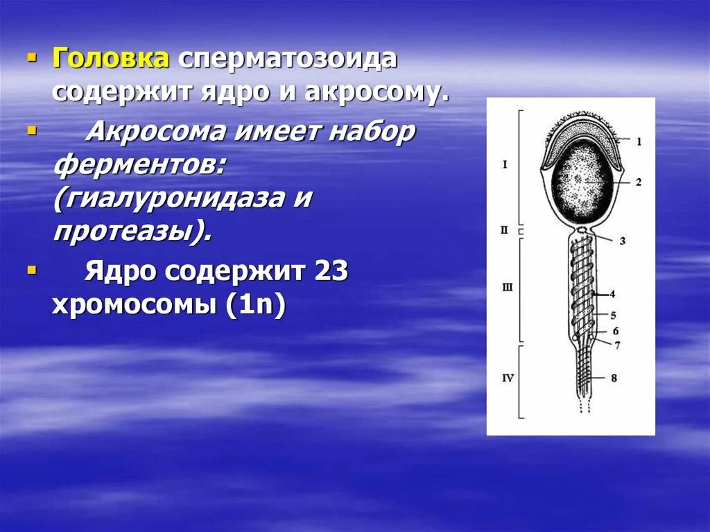 Мужские половые клетки имеют. Строение акросомы. Функции акросомы сперматозоида. Функция акросомы спермия. Функции акросомы.