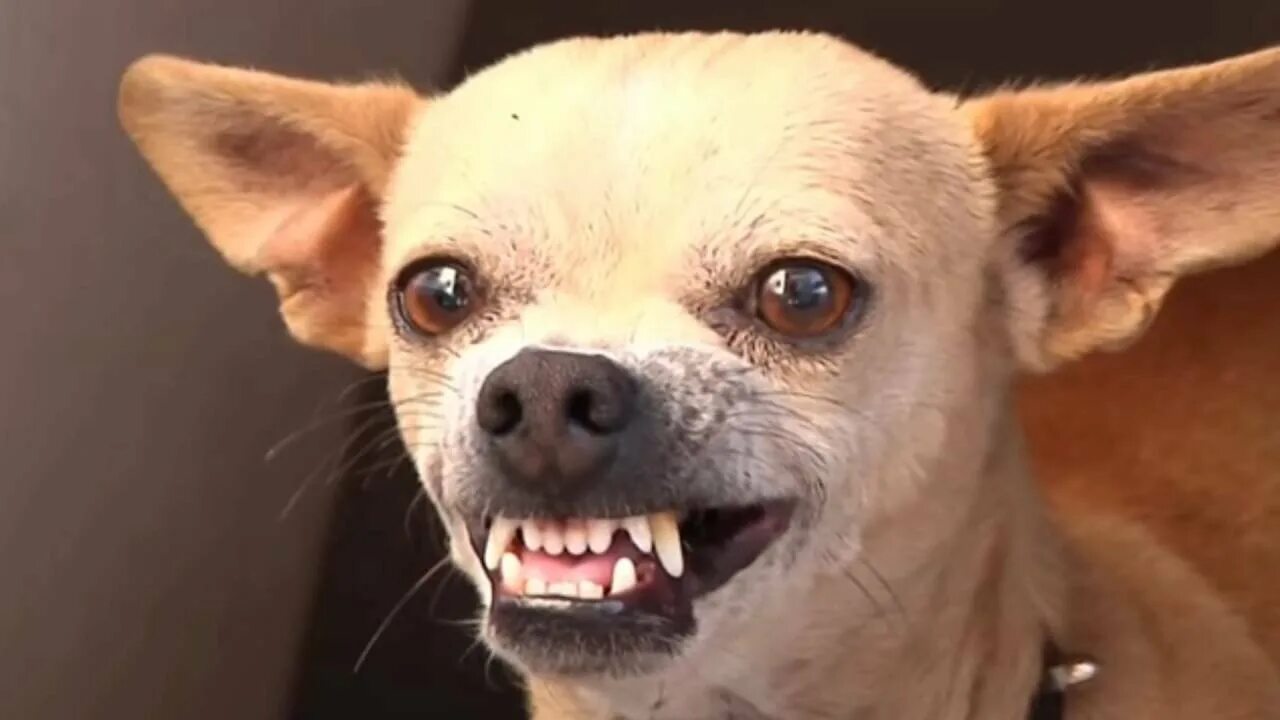 маленькая злая собака. чихуахуа хуа злая. собака злая чихуахуа чихуахуа. чихуахуа хуа злая. псина чихуахуа.