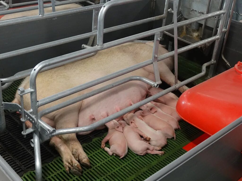 Опорос свиноматок на свинокомплексе. Подсосные свиноматки содержание. Подсосные свиноматки содержание. Подсосные свиноматки содержание. Свинокомплекс поросята и свиноматка.