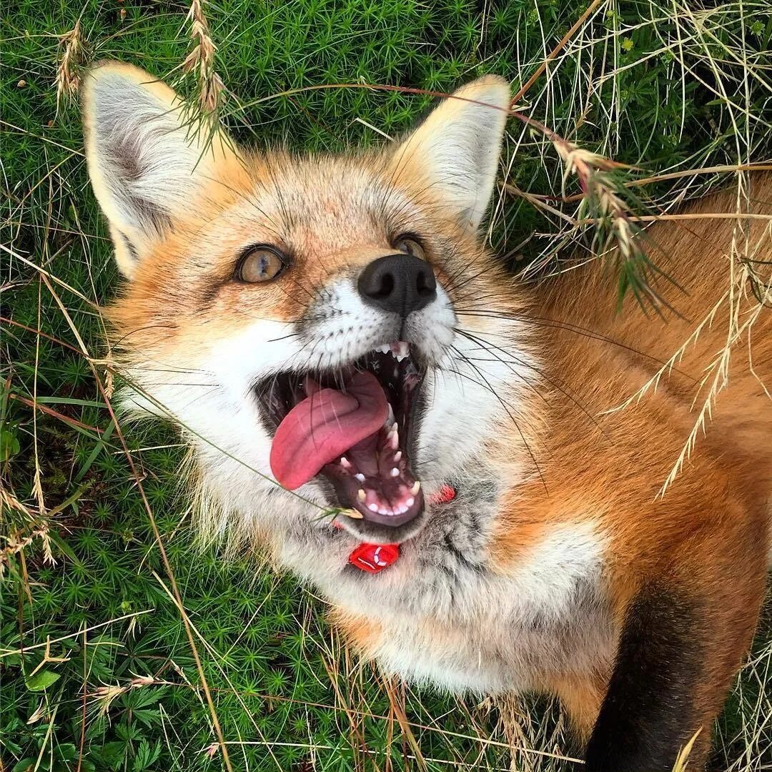 смешные лисички. испуганная лиса. смешные лисы. смешная лисица. лиса джунипер.
