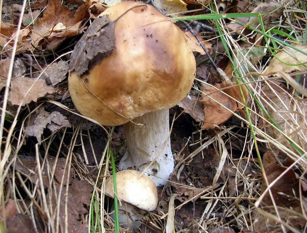 съедобные грибы башкирии. съедобные грибы башкирии фото и название. съедобные грибы башкирии фото и название. ядовитые грибы башкирии. белый гриб в башкирии.