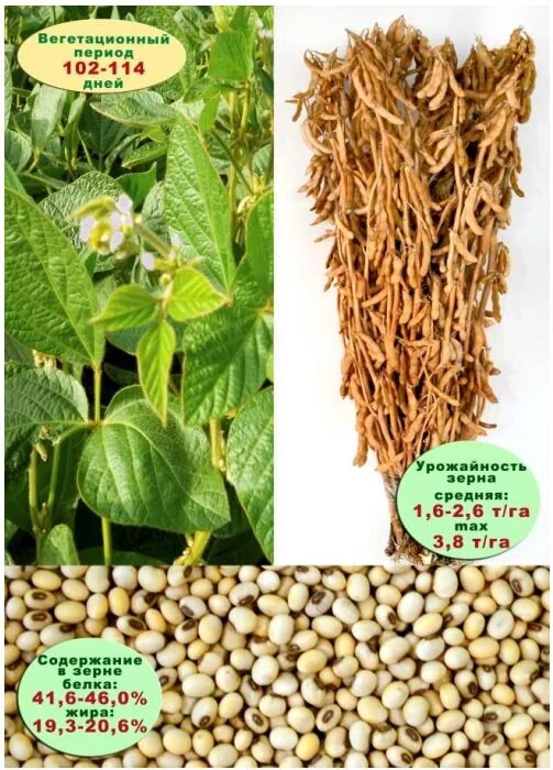 рассада овощей купить в кавказском районе. бобовые ростовской области. соя белгородская. купить рассаду капусты в тарусе на рынке. соя растение.