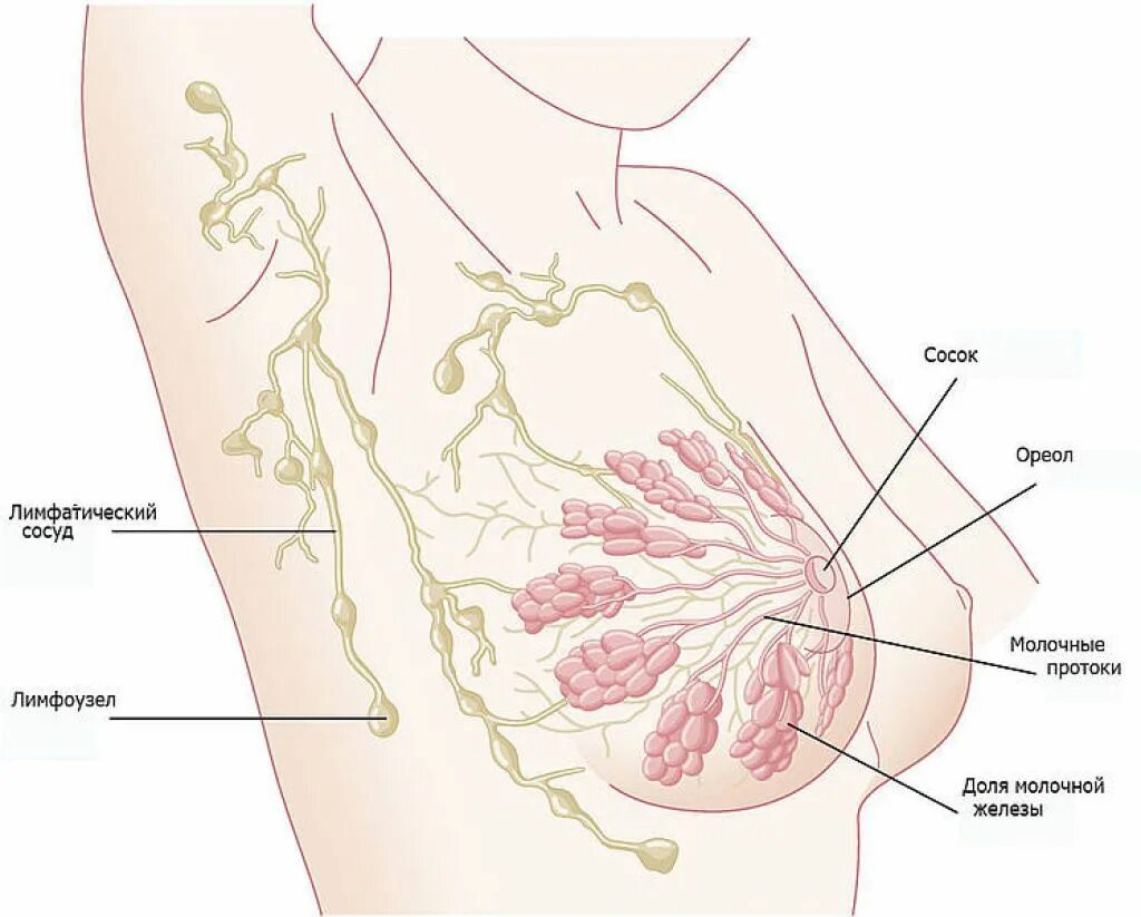 лимфоузлы грудные женщин. подключичные лимфоузлы расположение схема. лимфоузлы грудные женщин. регионарные лимфоузлы грудной железы. молочная железа анатомия лимфатическая система.