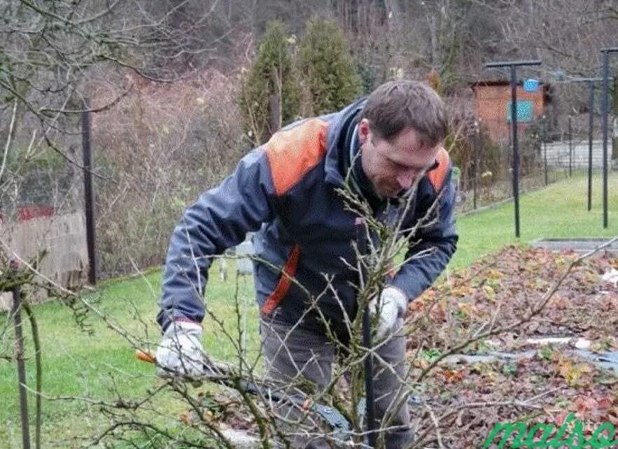 Лечение деревьев и кустарников. Обрезка плодовых кустарников. услуги по обрезке деревьев. садовник обрезка деревьев. обрезка деревьев и кустарников осенью.