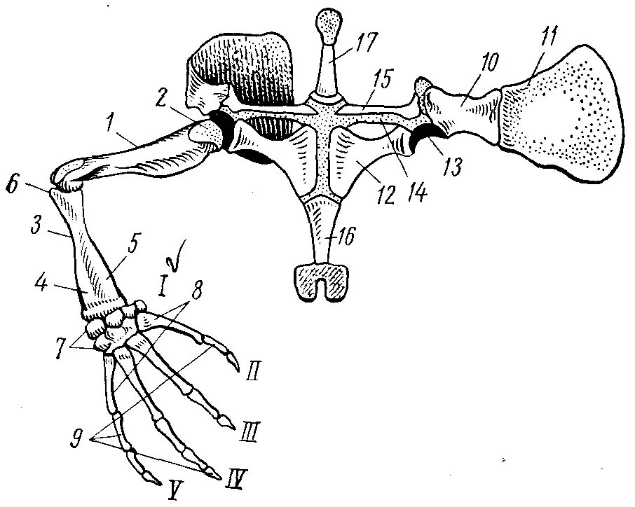 Скелет пояса верхних конечностей у лягушки. Пояс передней конечности лягушки. Пояс задних конечностей лягушки. Строение пояса передних конечностей лягушки. Скелет передних конечностей лягушки