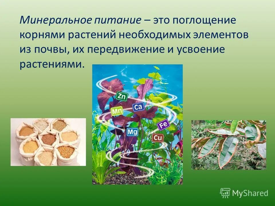 Роль минеральных солей в жизни растений. Минеральное питание растений 6кл. минеральное питание растений 6 класс. минеральные вещества для растений. элементы минерального питания растений.