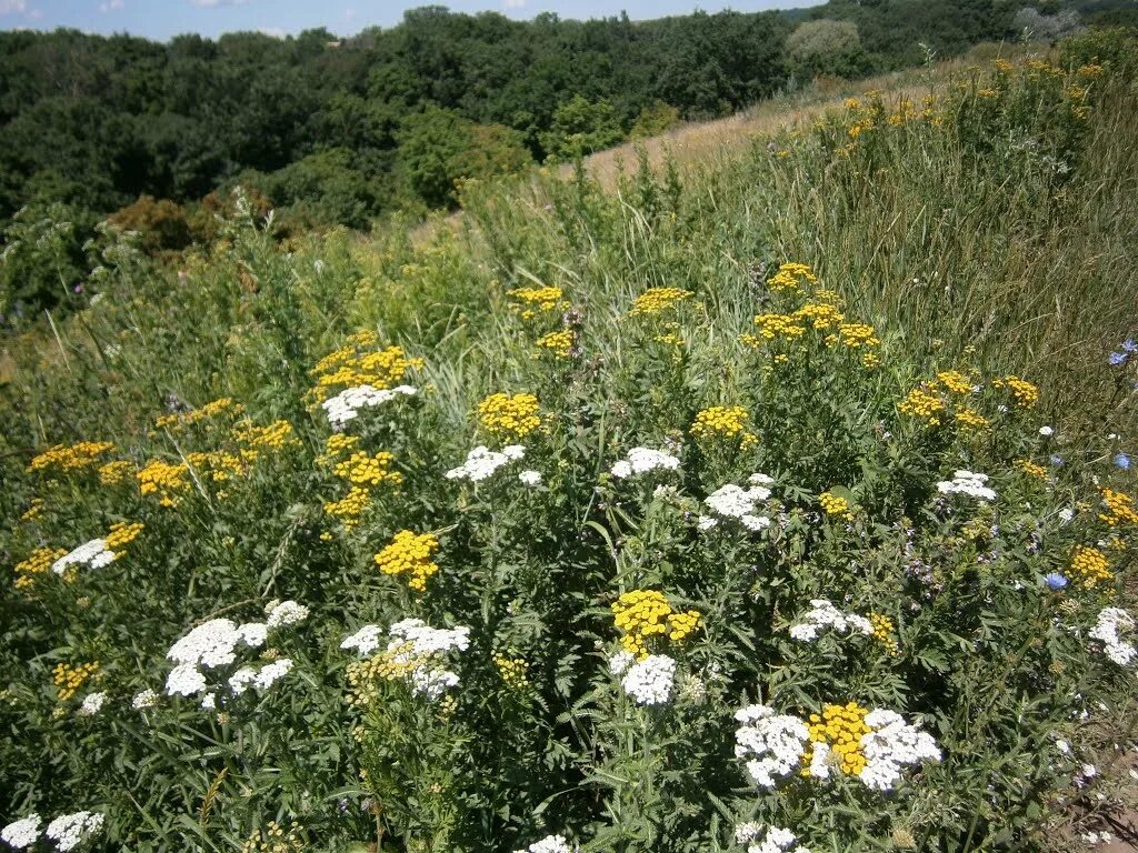 зверобой тысячелистник. пижма полынь донник. растение тысячелистник. тысячелистник, ромашка, подорожник, зверобой. пижма мимоза.