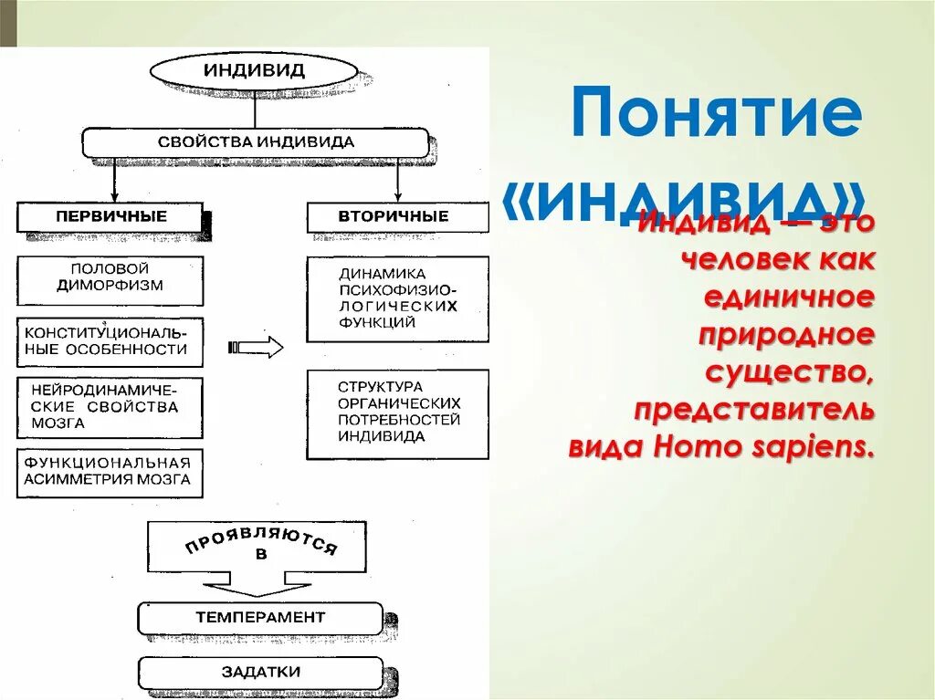 Характеристики индивида. Проявление человека как индивида. Особенности человека как индивида. Характеристика как индивида.