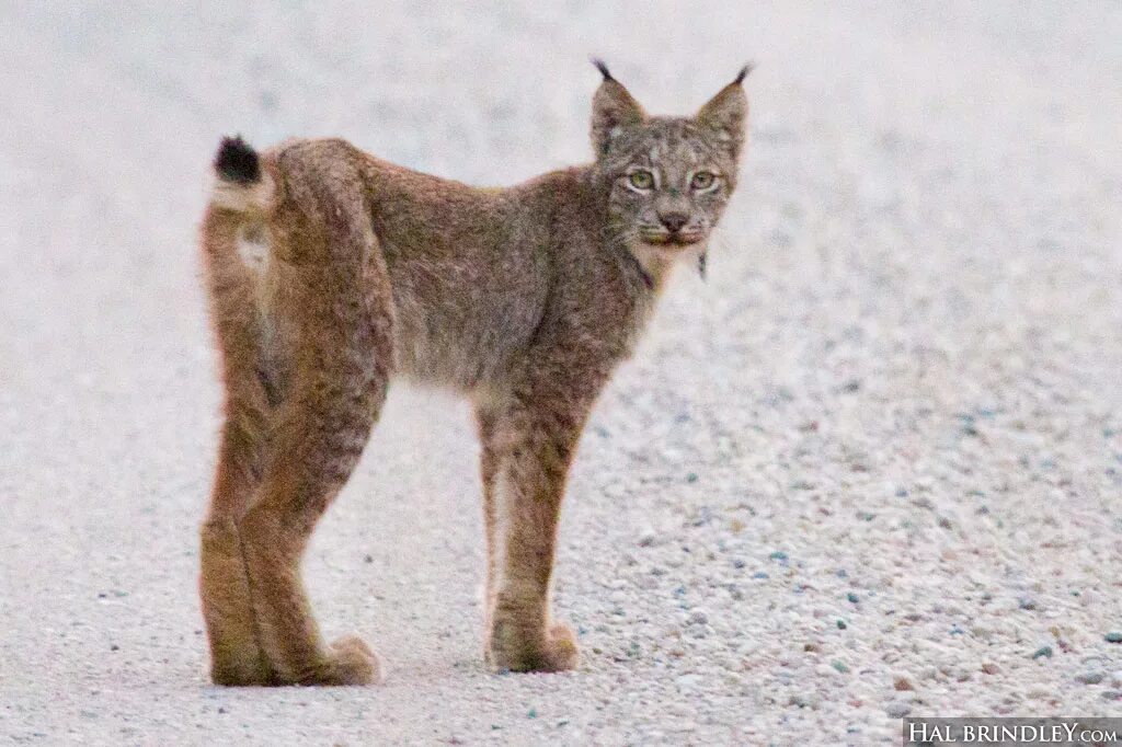 Короткая рысь 4. Lynx Tail. Bobcat Lynx. Хвост рыси. Дикая кошка с коротким хвостом.