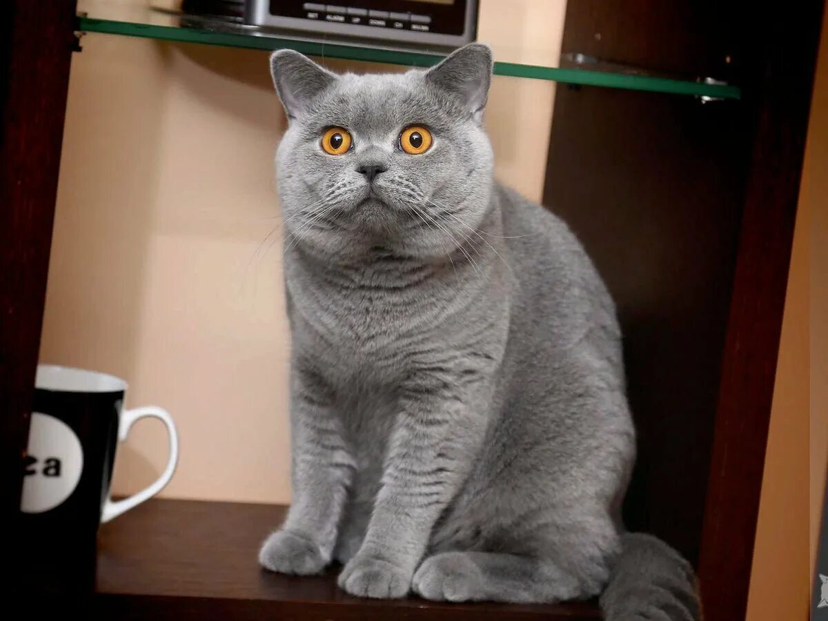 Сколько живет шотландская кошка в домашних условиях. Британская короткошёрстная кошка. Британский короткошерстный вислоухий кот. Шотландская короткошёрстная кошка. Голубой британец кот.