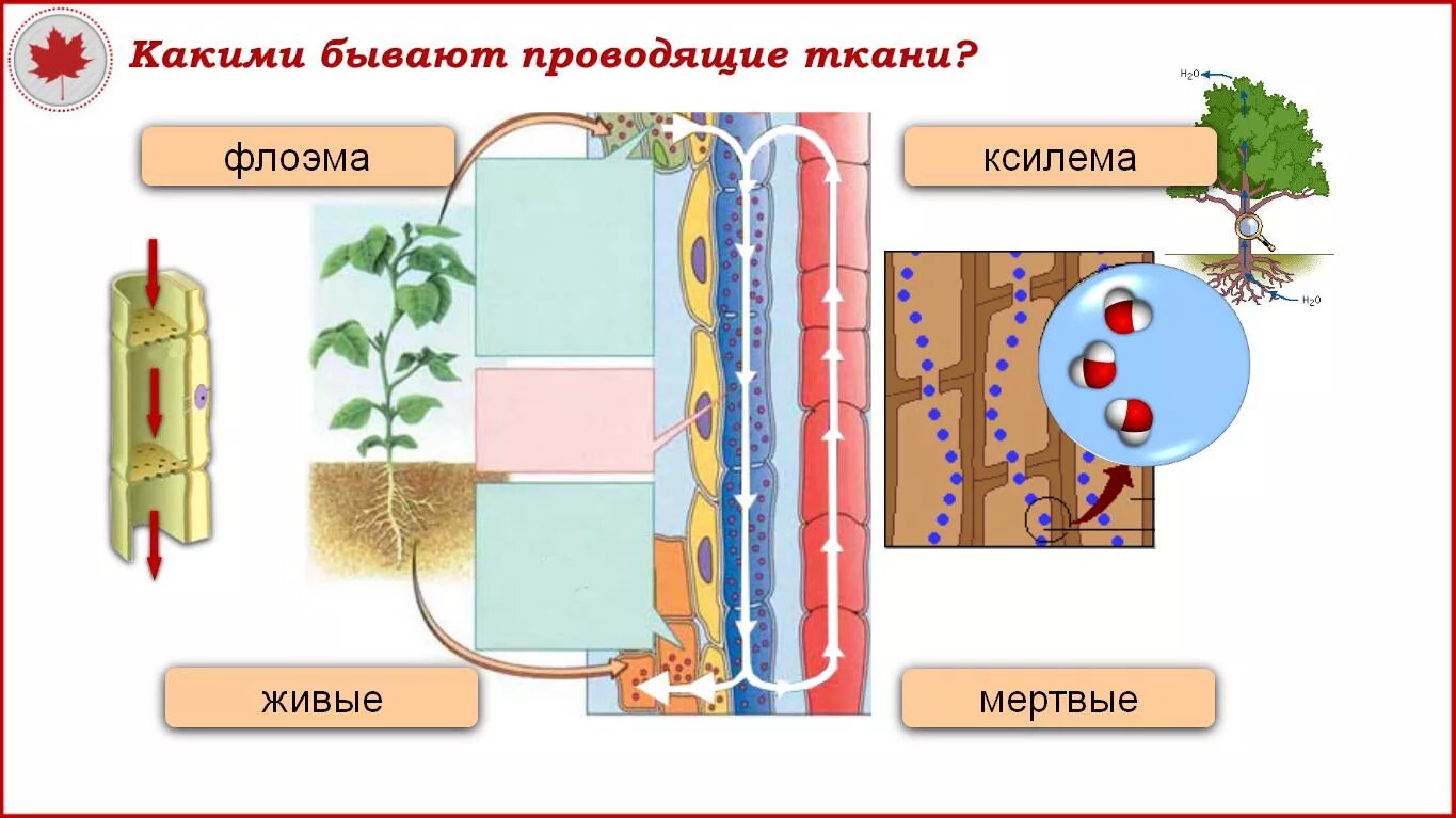 Какие два типа проводящих тканей. Первичные и вторичные проводящие ткани. первичные и вторичные проводящие ткани растений. проводящая ткань. отличие первичных проводящих тканей от вторичных проводящих тканей.