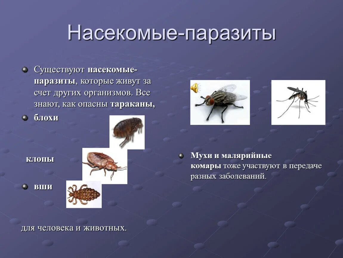 Человек живущий за счет других. Класс насекомые паразиты. Насекомые которые паразитируют. Представители насекомых паразитов.