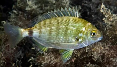 Рыбы черного моря картинки