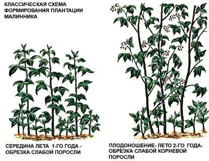 Нужно ли обрезать малиновое дерево