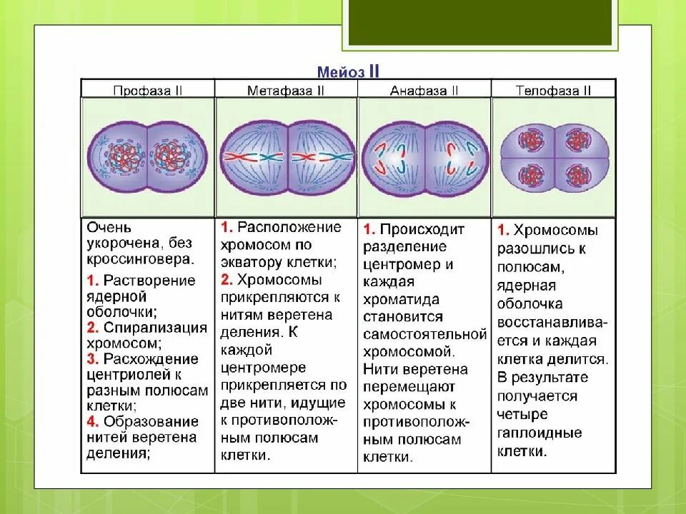 Митоз мейоз амитоз таблица. Митоз и амитоз. Митоз мейоз амитоз. Стадии амитоза.