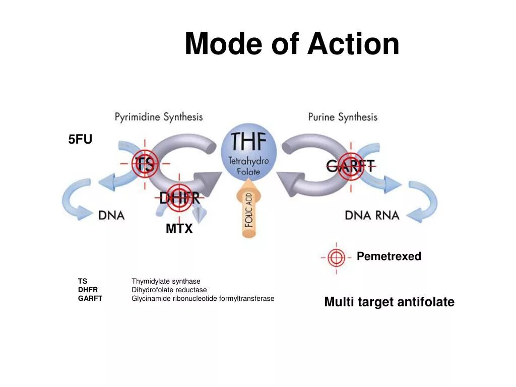 Mechanism of action of antimetabolites. Far cry 6 как изменить сложность игры. Аспарагинил протеаза. Anti redan action. Режиме action.