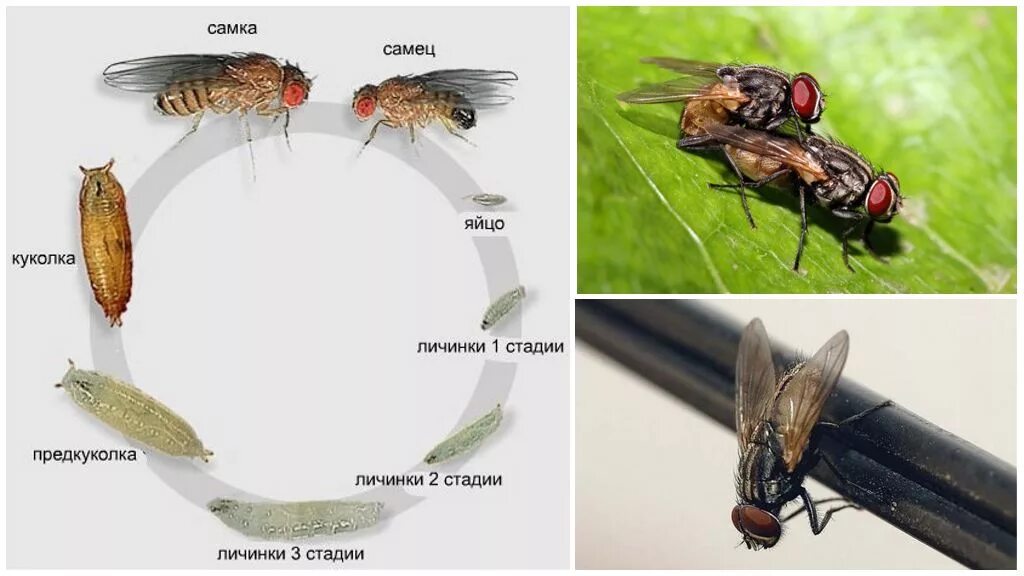 Цикл жизни мухи. Цикл жизни мухи обыкновенной. Личинка комнатной мухи. Жизненный цикл мухи обыкновенной. Сколько едят мухи
