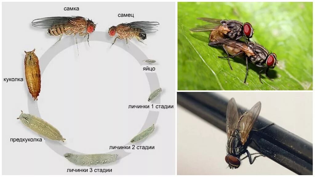 Стадии комнатной мухи. Цикл жизни мухи. Цикл жизни мухи обыкновенной. Личинка комнатной мухи. Жизненный цикл мухи обыкновенной.