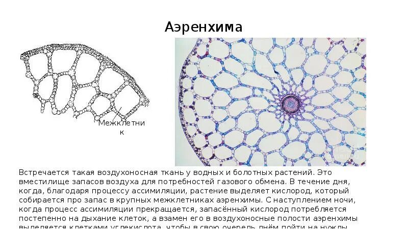 Воздух в стеблях и листьях. Аэренхима ткань растений. Воздухоносная паренхима аэренхима. Воздухоносная ткань растений строение. Воздухоносная ткань (аэренхима) функции.