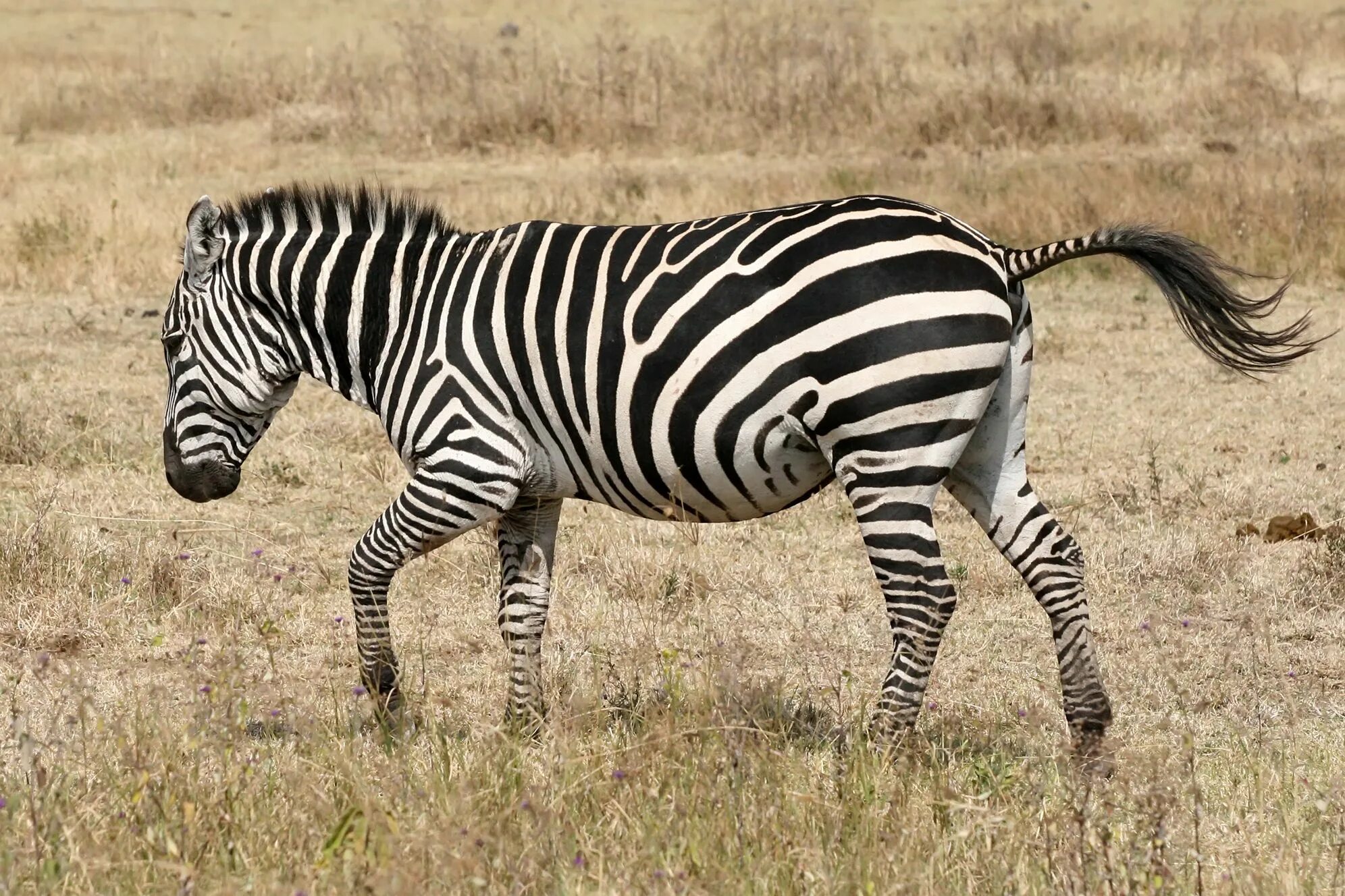 Сайт zebra